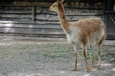 Vicuña