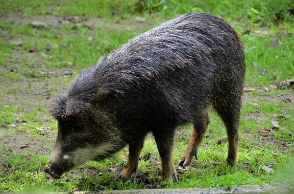 Porco encaracolado — Fotografia de Stock