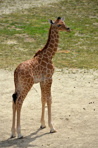 Giraffe kalven — Stockfoto