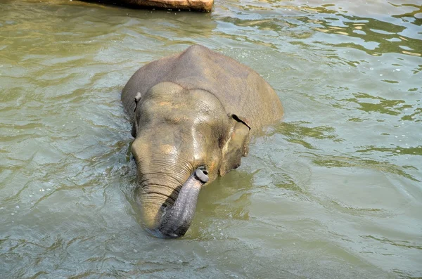 An elephant — Stock Photo, Image
