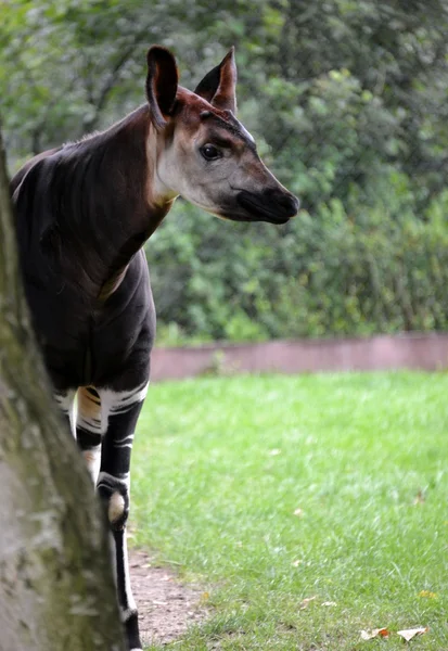 Okapia johnstoni — Foto Stock