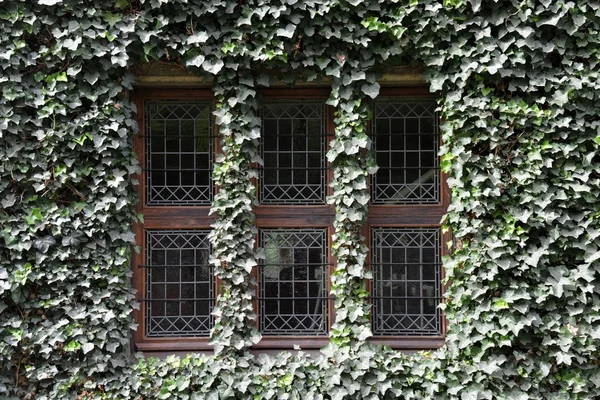 Een venster surround met vegetatie — Stockfoto
