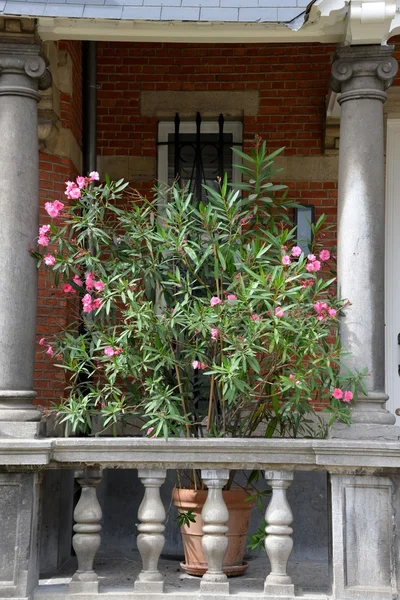 Vegetation on a balcony — Stock Photo, Image
