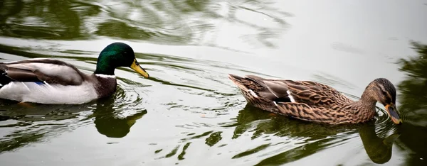 Enten — Stockfoto