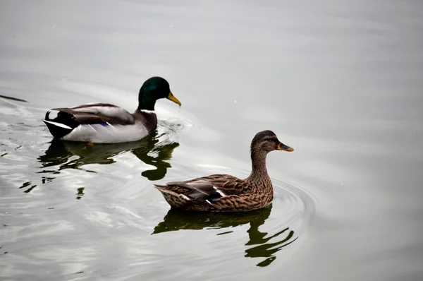 Ente — Stockfoto