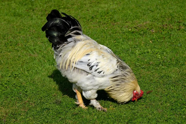 Rooster — Stock Photo, Image