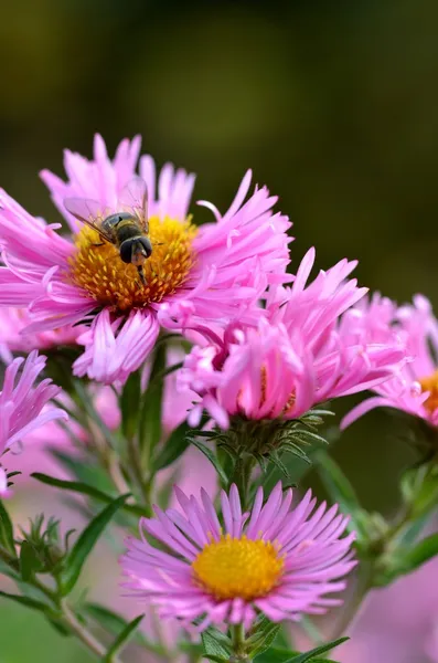 Roze bloemen — Stockfoto