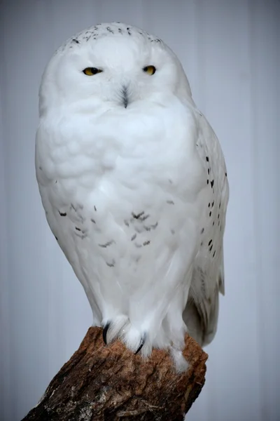 Snow owl — Stock Photo, Image