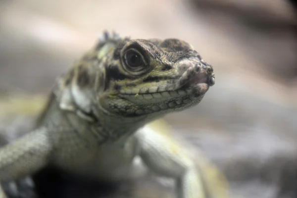 Reptil — Stockfoto