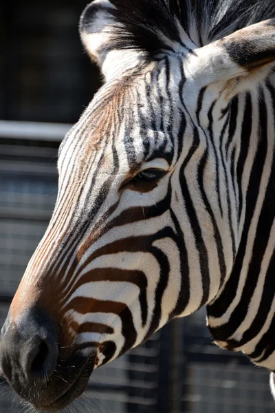 Zebra — Stock Photo, Image