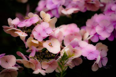 vahşi pembe çiçekler