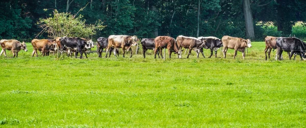 フィールド上の移動の牛 — ストック写真