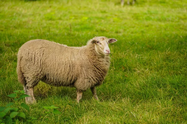 Moutons Sur Champ — Photo