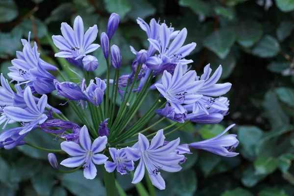 Fiori Viola Giardino — Foto Stock