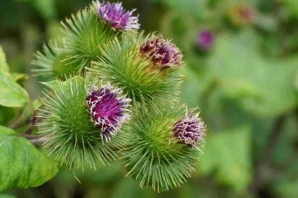 Baharda çiçek açan fabrika. 