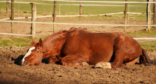 Paard Grond Rechtenvrije Stockafbeeldingen