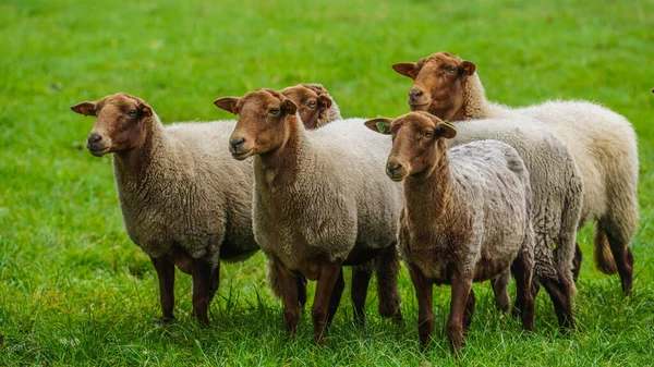Овцы Травянистом Поле Стоковое Фото