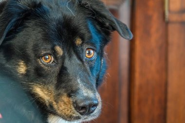 Köpek kameraya bakıyor..                                