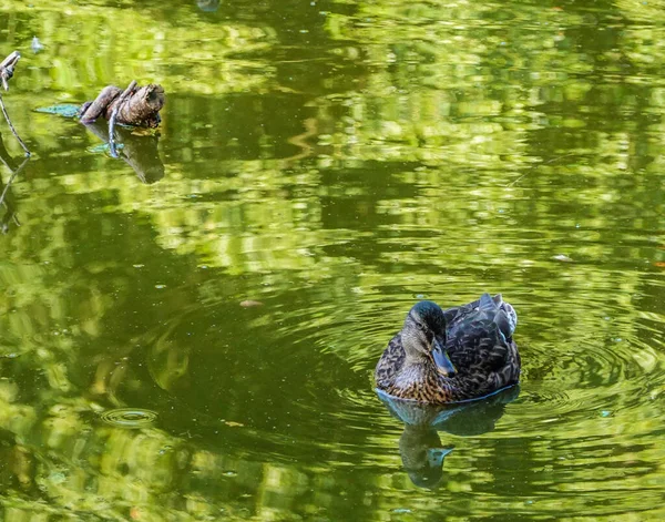 Duck Green Pool — 스톡 사진