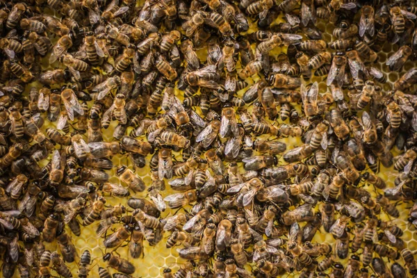 Bienenhaus mit Bienenwabenhintergrund — Stockfoto