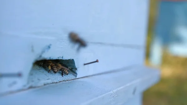 忙碌的蜜蜂通勤者 — 图库照片