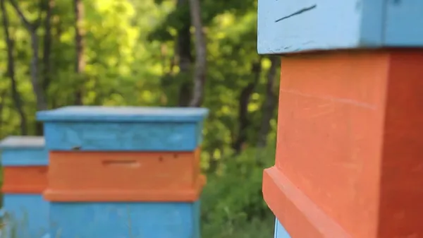 Blick auf den Bienenstock — Stockfoto