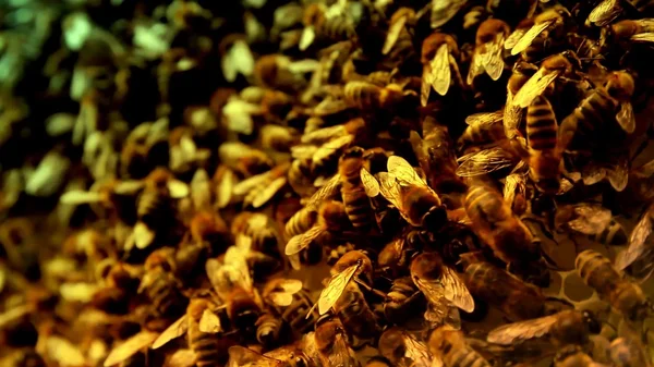 Drukke honingbij werknemers — Stockfoto