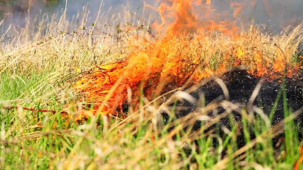 Pożar lasu na lato pole — Zdjęcie stockowe