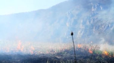 Orman yangını yıkım iklim değişikliği ısı pus olması nedeniyle
