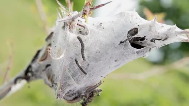 Forest Infestation Larvae Cocoon on a Branch — Stock Video