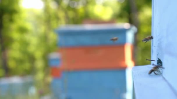 Comutadores de abelhas ocupadas — Vídeo de Stock