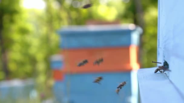 Cercanías de abejas ocupadas — Vídeos de Stock