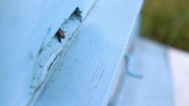 Cercanías de abejas ocupadas — Vídeo de stock