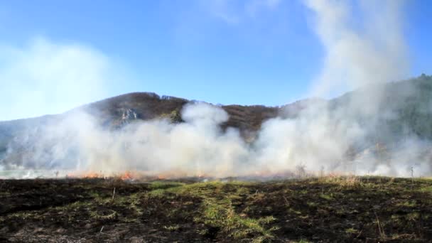 Fuego de desastres naturales Humo sobre campos quemados Peligro Naturaleza — Vídeo de stock