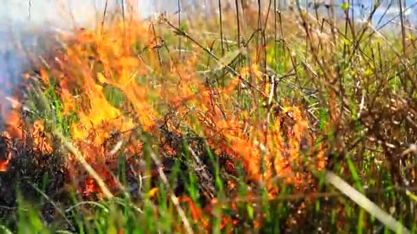 Summer Grass in Flames Forest Fire Danger Nature Background HD — Stock Video