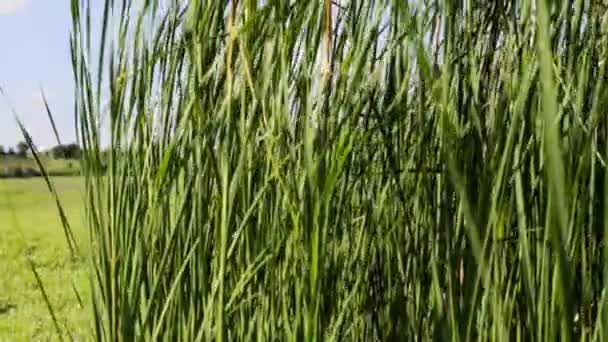 Alto Verde Grama Crane Shot Primavera Campo Verão Natureza — Vídeo de Stock