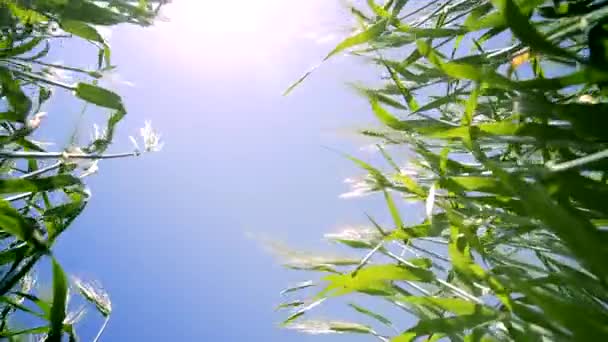 Trigo verde de verano visto desde tierra con sol y lente llamarada — Vídeos de Stock