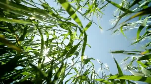 Integetett a nyári szél látott a földi természet zöld mező — Stock videók