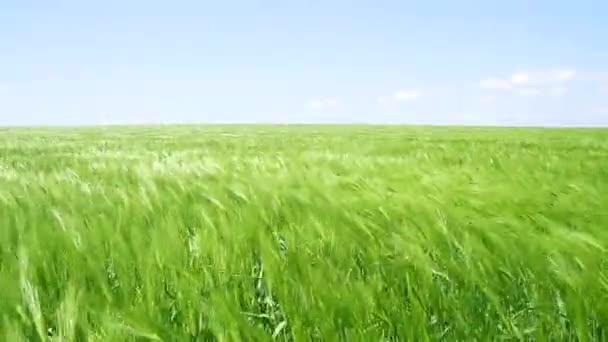 zelené vlny pole pšenice v podaní letní vítr přírody pan výstřel