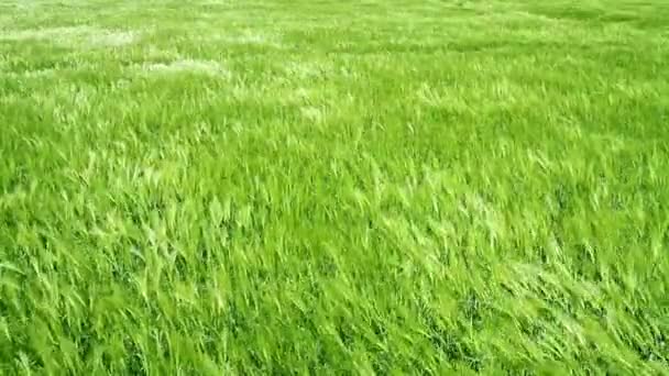 Olas de campo de trigo movidas por la naturaleza de la grúa de viento de verano — Vídeos de Stock