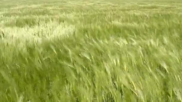 Wheat Field Waves Moved by Summer Wind Pan Nature Background HD — Stock Video