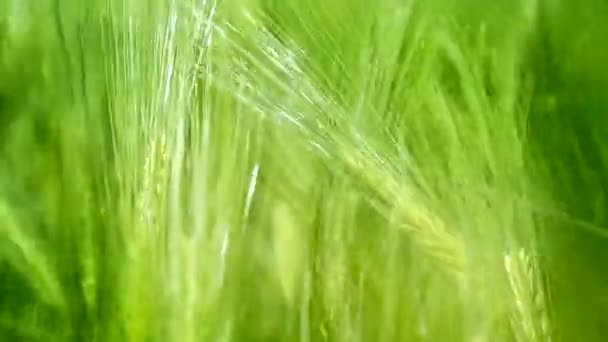 Φρέσκο χορτάρι πεδίο κυμάτιζαν από άνοιξη άνεμος φύση φόντο hd — Αρχείο Βίντεο