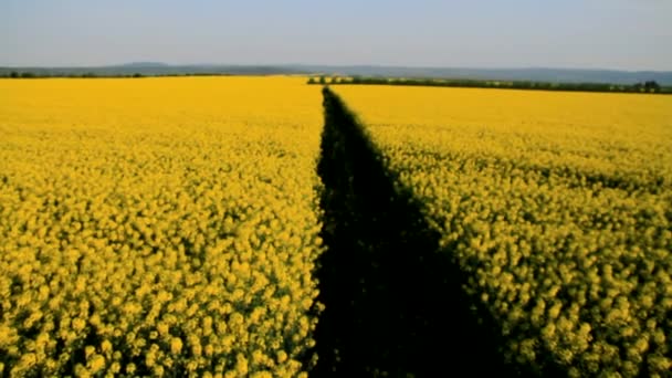 노란 Oilseed 필드 경로 크레인 샷 봄 농업 — 비디오