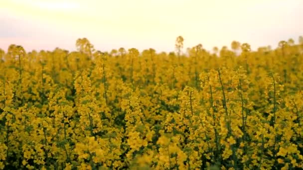 Panela de campo de semente de óleo amarelo movida pelo vento HD — Vídeo de Stock