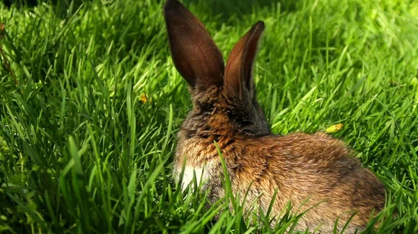 Schattig konijn op gras — Stockfoto