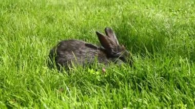 Yeşil çimenlerin üzerinde tavşan
