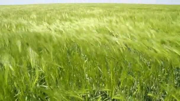 Campo de trigo maduro acenado pelo vento de outono Verão Natureza — Vídeo de Stock