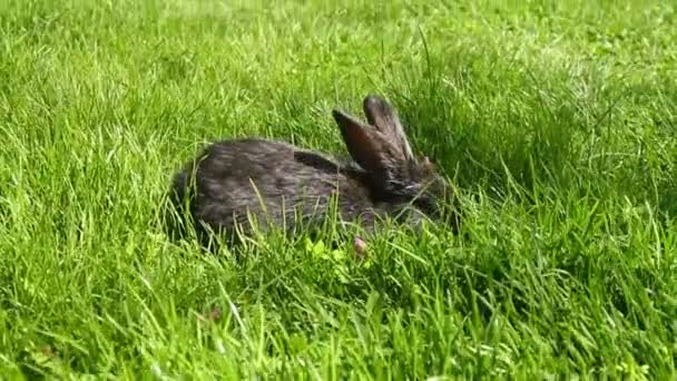 Rabbit on green grass — Stock Video