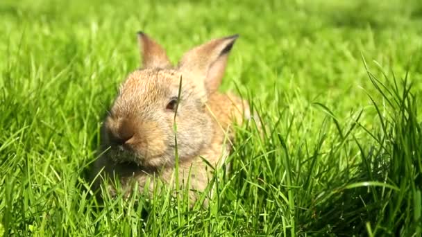 Lapin sur herbe verte — Video