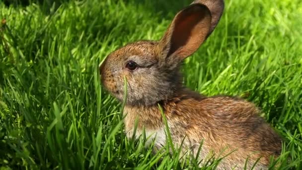 Rabbit on green grass — Stock Video